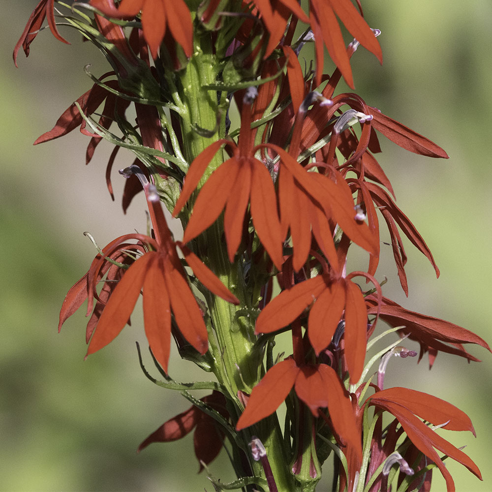 Cardinal Flower